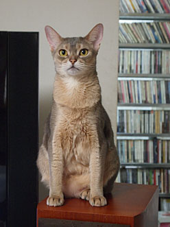 画像ギャラリー No.004のサムネイル画像 / これが「20年使えるゲーマー向けスピーカー」だ。音に悩めるゲーマーへ捧ぐ,本当によいスピーカーの話