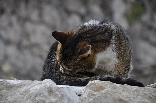 画像ギャラリー No.022のサムネイル画像 / 4Gamerの1週間を振り返る「Weekly 4Gamer」2017年4月15日〜4月21日