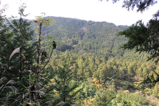 画像ギャラリー No.005のサムネイル画像 / 足柄に生まれた「ArcheAgeの森」でプレイヤーが間伐作業に挑戦!「ArcheAgeの森プロジェクト」森林づくり体験レポート