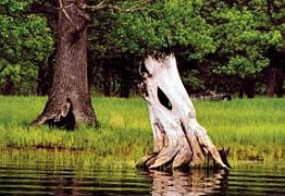 画像ギャラリー No.004のサムネイル画像 / 「World of Tanks」,TGS 2013にて行われる公式大会の表彰式にベラルーシ駐日大使が登壇