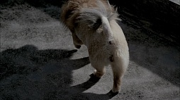 画像ギャラリー No.007のサムネイル画像 / 「TOKYO JUNGLE」の販売本数20万本突破を記念したスペシャルCMが渋谷の街頭ビジョンで放映