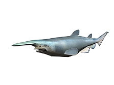 画像ギャラリー No.031のサムネイル画像 / NDS「飛び出せ!科学くん 〜地球大探検!謎の珍怪生物に挑め!〜」,ゲームモードの詳細や登場キャラクターなどの最新情報が公開