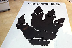 画像ギャラリー No.032のサムネイル画像 / e-CAPCOM限定商品やモンハン部会員限定グッズを多数入荷。カプコン初のオフィシャルショップ「イーカプコンお台場出張所」に行ってきた