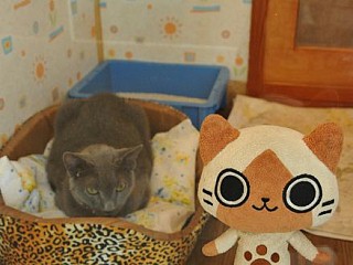 画像ギャラリー No.004のサムネイル画像 / 「アイルーとメラルーとあなたの旅日記」第2弾でアイルー達の写真を募集中