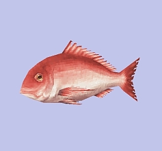 画像ギャラリー No.010のサムネイル画像 / 「イルーナ戦記オンライン」,釣り機能追加の大型アップデート実施