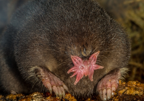 画像ギャラリー No.016のサムネイル画像 / 泳ぎも得意なホシバナモグラさんの「Lethal Company」レビュー。えーあい!Steam広場