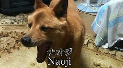 ꡼ No.005Υͥ / 4GamerϤɤظȤƤΤ¤ޥեĤˤ뿷ȡ4Gamer TV֥åGANפͽưUp