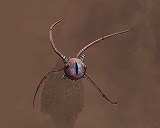 ������#032�Υ���ͥ���/���������椬����ء����֥�͡�����II�ס��������åץǡ��ȡ�ŷ�����Ƽԡ׶�����������