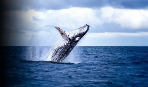 ꡼ No.002Υͥ / EVE OnlineסιԤ륭ڡ»