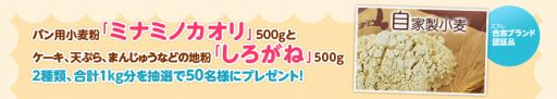 画像ギャラリー No.002のサムネイル画像 / 「ハッピーベジフル」すみっこの台所の自家製小麦粉が抽選でプレゼント
