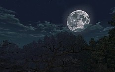 ���������꡼ No.009�Υ���ͥ������ / �֥���ʥɡ������ѥ� ��ͥå��󥹡��緿���åץǡ��ȡְ������ ����������׸��������ȸ��������ɰܽ������ڡ����