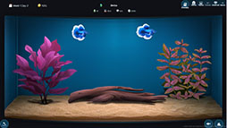 The Fish Corner