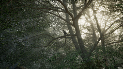 Obey the Rules: Forest