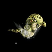 ������#030�Υ���ͥ���/��AngelLoveOnline���緿���åץǡ��ȡ�Season15 ��ư��κ��־������ԥ�ݡ��ȡ����ܤ������դˤ��������ꥢ�ȿ�����GVG�����ƥ��ڤ��⤦