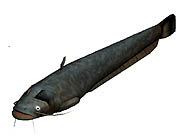 ������#009�Υ���ͥ���/�����ѥ�ס��鿴�Ը����־���ǭ�ץ������Ȥ��˥塼�������