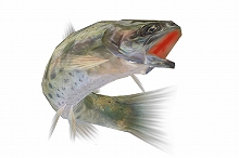 ������#003�Υ���ͥ���/�����ѥ���������ס��ޡ��ᥤ����˵���ʡȤ̤����ɤ��и�