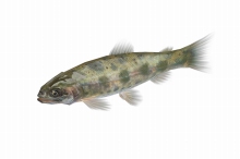 画像ギャラリー No.001のサムネイル画像 / 「釣りパラダイス！」で精霊魚実装＆初/中級者向けキャンペーン