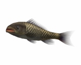画像ギャラリー No.002のサムネイル画像 / 「釣りパラダイス！」で幻の超巨大魚を釣るトーナメント実施