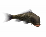 画像ギャラリー No.003のサムネイル画像 / 「釣りパラダイス！」で幻の超巨大魚を釣るトーナメント実施