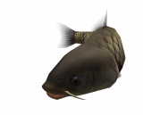 画像ギャラリー No.004のサムネイル画像 / 「釣りパラダイス！」で幻の超巨大魚を釣るトーナメント実施