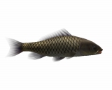 画像ギャラリー No.005のサムネイル画像 / 「釣りパラダイス！」で幻の超巨大魚を釣るトーナメント実施