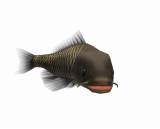 画像ギャラリー No.006のサムネイル画像 / 「釣りパラダイス！」で幻の超巨大魚を釣るトーナメント実施