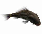 画像ギャラリー No.008のサムネイル画像 / 「釣りパラダイス！」で幻の超巨大魚を釣るトーナメント実施