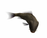 画像ギャラリー No.009のサムネイル画像 / 「釣りパラダイス！」で幻の超巨大魚を釣るトーナメント実施