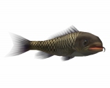 画像ギャラリー No.010のサムネイル画像 / 「釣りパラダイス！」で幻の超巨大魚を釣るトーナメント実施