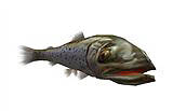 画像ギャラリー No.014のサムネイル画像 / 「釣りパラ」ターゲットは300cm超え！幻の魚「北海道イトウ」放流
