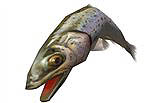 画像ギャラリー No.015のサムネイル画像 / 「釣りパラ」ターゲットは300cm超え！幻の魚「北海道イトウ」放流