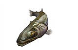 画像ギャラリー No.016のサムネイル画像 / 「釣りパラ」ターゲットは300cm超え！幻の魚「北海道イトウ」放流