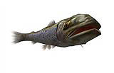 画像ギャラリー No.018のサムネイル画像 / 「釣りパラ」ターゲットは300cm超え！幻の魚「北海道イトウ」放流