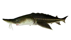 画像ギャラリー No.003のサムネイル画像 / 「釣りパラダイス」で，超巨大な「ロシアチョウザメ」に挑むイベント開催