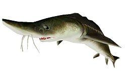 画像ギャラリー No.006のサムネイル画像 / 「釣りパラダイス」で，超巨大な「ロシアチョウザメ」に挑むイベント開催