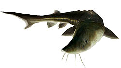 画像ギャラリー No.008のサムネイル画像 / 「釣りパラダイス」で，超巨大な「ロシアチョウザメ」に挑むイベント開催