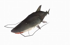 #002Υͥ/ѥפǵԥ饤Ф夲褦