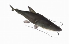 #003Υͥ/ѥפǵԥ饤Ф夲褦