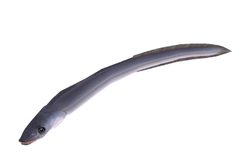 #001Υͥ/ѥײƤϤʤѤ˸Ƥʤޤ