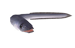 #003Υͥ/ѥײƤϤʤѤ˸Ƥʤޤ