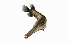 画像ギャラリー No.002のサムネイル画像 / 「釣りパラ」，獰猛な肉食魚「アリゲーターガー」に挑もう