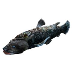 画像ギャラリー No.002のサムネイル画像 / 「釣りパラダイス」期間限定クエスト，幻のシーラカンスを釣り上げよう