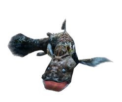 画像ギャラリー No.003のサムネイル画像 / 「釣りパラダイス」期間限定クエスト，幻のシーラカンスを釣り上げよう