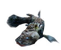 画像ギャラリー No.006のサムネイル画像 / 「釣りパラダイス」期間限定クエスト，幻のシーラカンスを釣り上げよう