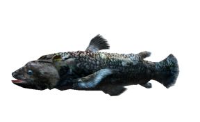 画像ギャラリー No.007のサムネイル画像 / 「釣りパラダイス」期間限定クエスト，幻のシーラカンスを釣り上げよう