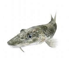 ���������꡼ No.003�Υ���ͥ������ / �����ѥ���������ס���������ҥ饹���������ޤ�����