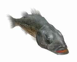 ���������꡼ No.004�Υ���ͥ������ / �����ѥ���������ס���������ҥ饹���������ޤ�����