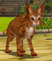 ꡼ No.007Υͥ / FLORENSIA ס緿åץǡȤ»ܡڥåȥƥԸ󥸥ʤɤо4GamerɼԸΥڥåȥץ쥼Ȥ»