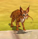 ꡼ No.001Υͥ / ˡϩפΥڥåȥƥ˴ؤ󤬸ƮƮΤɤ֤