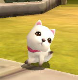 ꡼ No.009Υͥ / ˡϩפΥڥåȥƥ˴ؤ󤬸ƮƮΤɤ֤